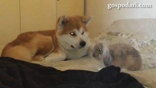 Възможно ли е приятелство между куче и заек? (ВИДЕО)