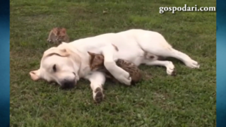Коте се намърдва в прегръдката на спящо куче (ВИДЕО)
