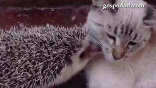 Истинското приятелство трябва да се изстрада