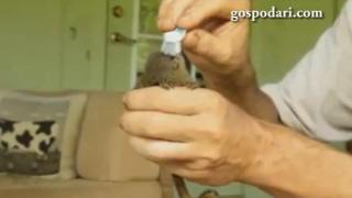 Най-малката маймунка изисква най-големи грижи