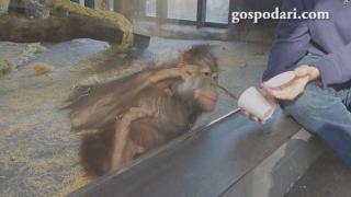 Маймуна с невероятен интелект и чувство за хумор