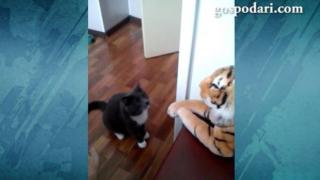 Агресивна котка се бие с плюшен тигър (ВИДЕО)