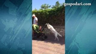 Куче детегледач бута детска количка (ВИДЕО)