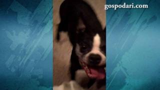 Куче танцува с изплезен език (ВИДЕО)