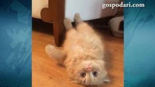 Котка от тайните служби (ВИДЕО)