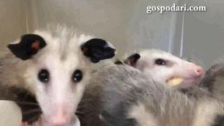 Опосуми ядат банани (ВИДЕО)