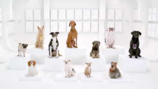 Кучета изпълняват саундтрака на &quot;Междузвездни войни&quot;