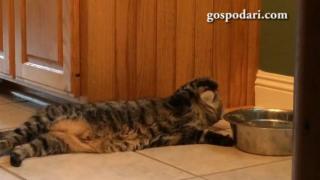 Котка е намерила начин да удължи почивните дни