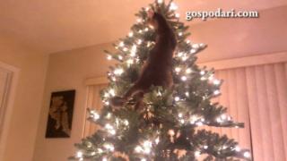 Нетрадиционна коледна украса с... котка (ВИДЕО)