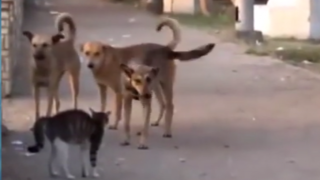 Котка се изправя срещу три кучета и побеждава