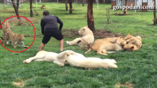 Тигър защитава човек от нападение на леопард (ВИДЕО)