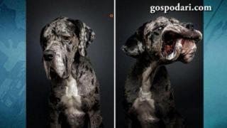 Фотограф улови най-сладките кучешки муцунки