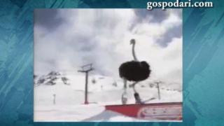 Щраус покорява ски писта (ВИДЕО)