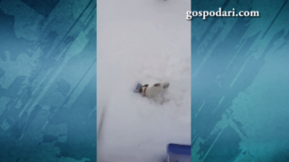 Куче помага в почистването на снега