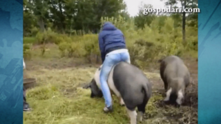 Момиче се опитва да яхне прасе