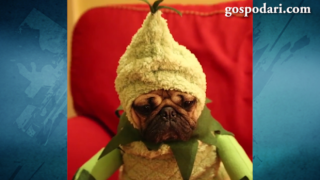 Мопсът Дъг разсмива с коледни пародии (ВИДЕО)