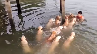 Всички плуват с теб, когато си водач на глутницата (ВИДЕО)