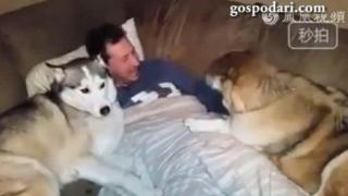 Куче ревнува стопанина си (ВИДЕО)