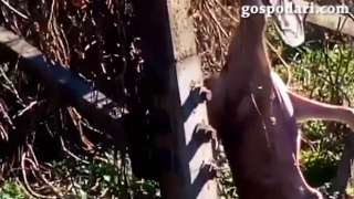 Убиха куче и го вързаха за стълб (18+)