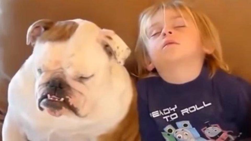 Домашни любимци се грижат за децата като бавачки