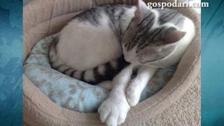 Котета с аномалии, които въпреки всичко са обичани