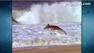 Сърна се среща с морето за първи път (ВИДЕО)