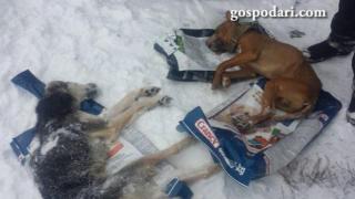 Кучешкият приют на ужасите