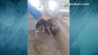 Малтретирано куче получава шанс за нов живот (Видео)