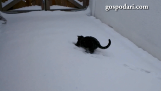 Снегът е чудесно забавление за домашния любимец (ВИДЕО)