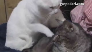 Котка масажира друга котка (ВИДЕО)