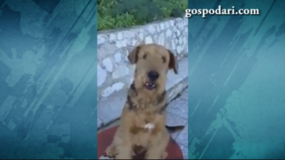 Умно куче може да брои до 10 (ВИДЕО)