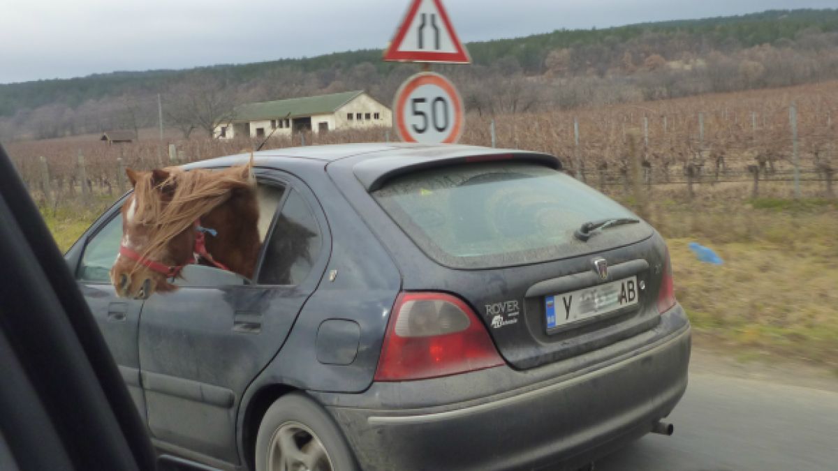 Вие ги хващате, ние ги пускаме: Нетипичен пасажер