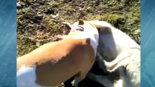 Деца организирали боя с кучета в Кюстендил