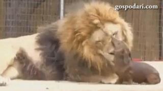 Вижте домашния любимец на царя на животните