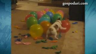 Никой не иска да покани това куче на рождения си ден