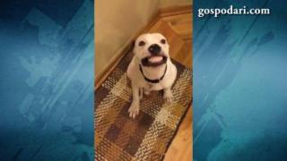 Куче дава усмивка (ВИДЕО)