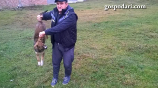 Момчетата с убитото куче от Враца се правели на ловджии