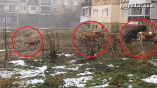 Видинската прерия и нейните обитатели (ВИДЕО)