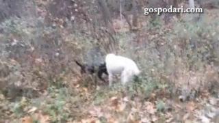 Кучешки боеве се вихрят в Сандански (ВИДЕО 18+)