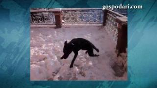 Куче на първа среща със снега (ВИДЕО)