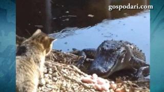 Безразсъдно смела котка се изправя срещу опасен враг