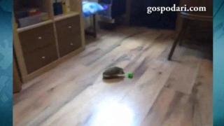 Таралежче си играе с топка