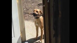 Куче с пръчка се изправя срещу врата