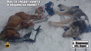 Господарите с репортаж за кучешкия приют в Каменар