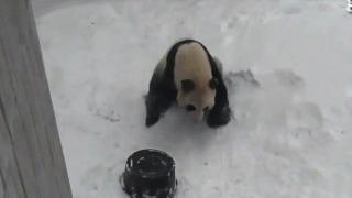 Панда си устройва снежно забавление (ВИДЕО)