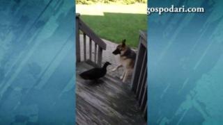 Разгневена гъска гони куче (ВИДЕО)