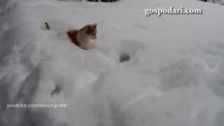 Котки, които обичат снега