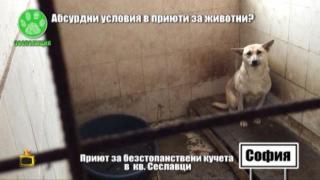 Кучешкият приют в Сеславци се е превърнал в концлагер?