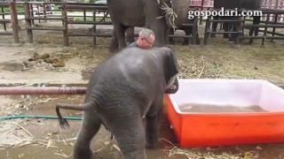 Слонче се къпе за първи път и като по чудо няма щети