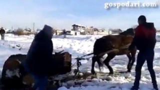 Роми измъчват кон (нецензурирана версия)